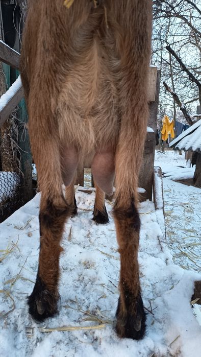 Козенята англонубійської породи 75%