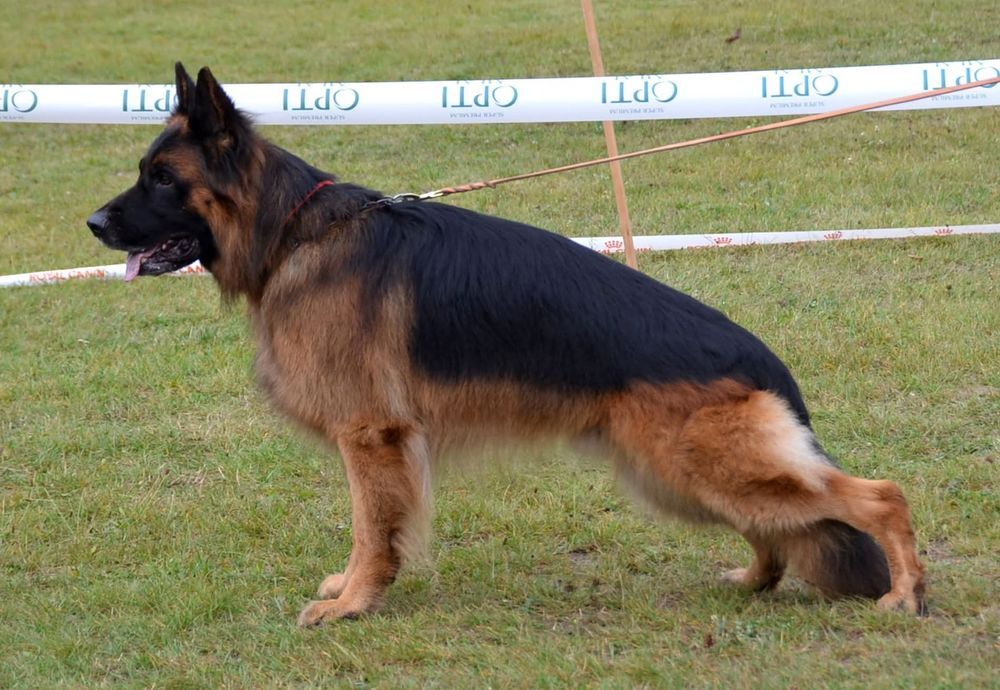 Довгошерстні цуценята німецької вівчарки