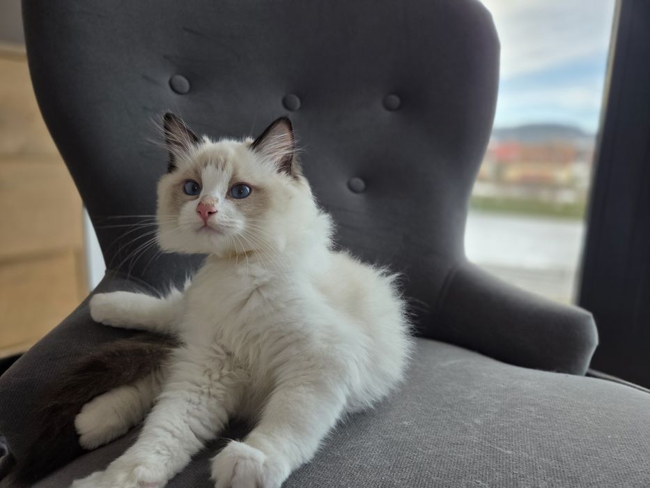 Kotek RAGDOLL kocurek seal  Bicolour