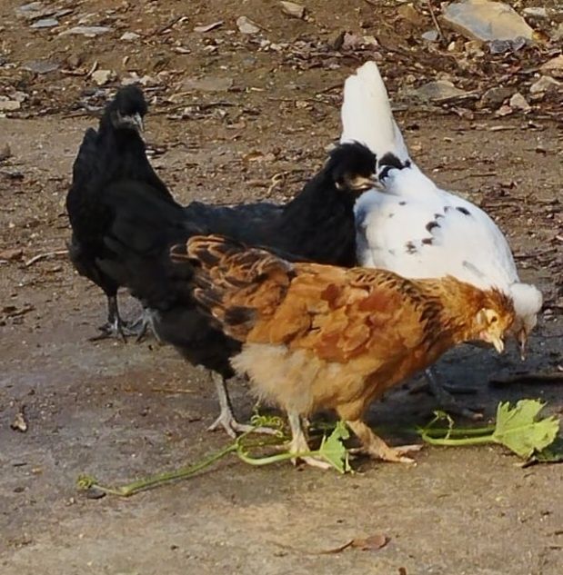 Ovos de Quinta Reais - Galinhas Felizes e Gema Laranja (Dúzia)