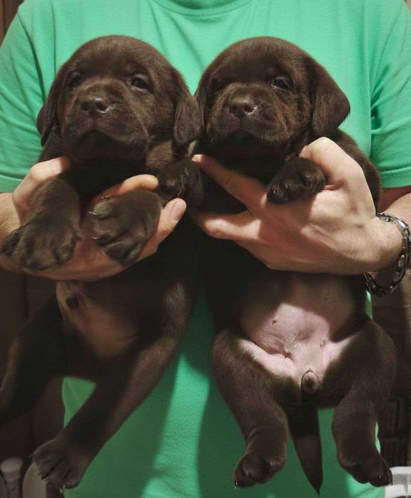 Лабрадори Шоколадного окрасу з документами КСУ