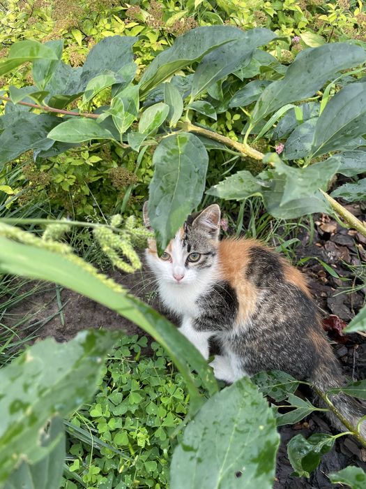 Прилаштовується кошеня, триколірна дівчинка, 2,5 місяці