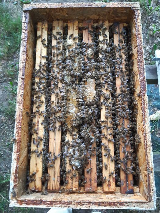 Odkłady pszczele przezimowane