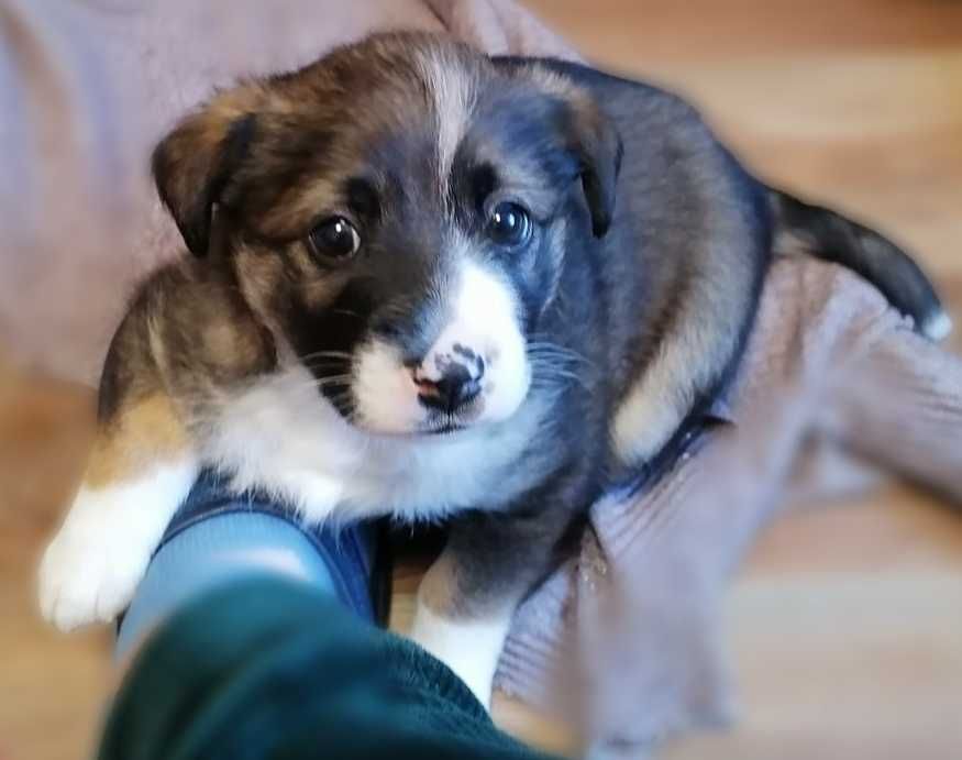 Віддам цуценятко в добрі руки