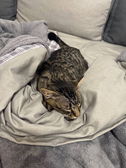 Віддамо котика