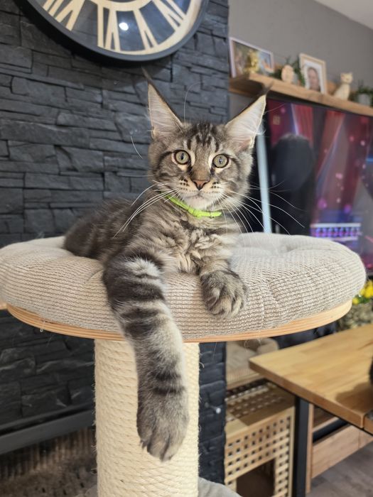 Kocurek Maine Coon Apollo