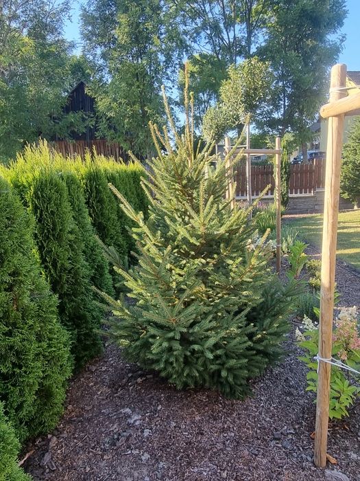Swierk kaukaski aureospicata