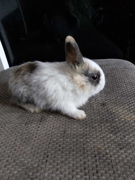 Króliczki miniaturki