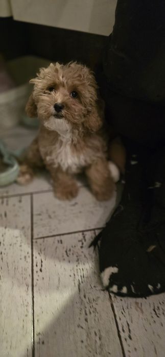 Cavapoo/ dziewczynka
