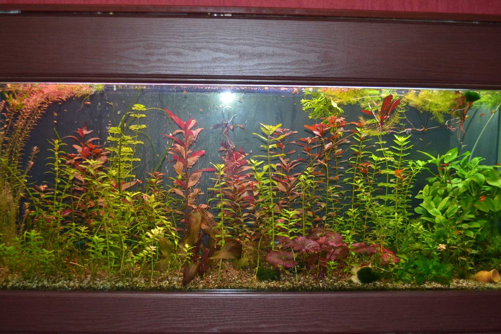 растения в аквариум ротала валиснерия людвигия амания