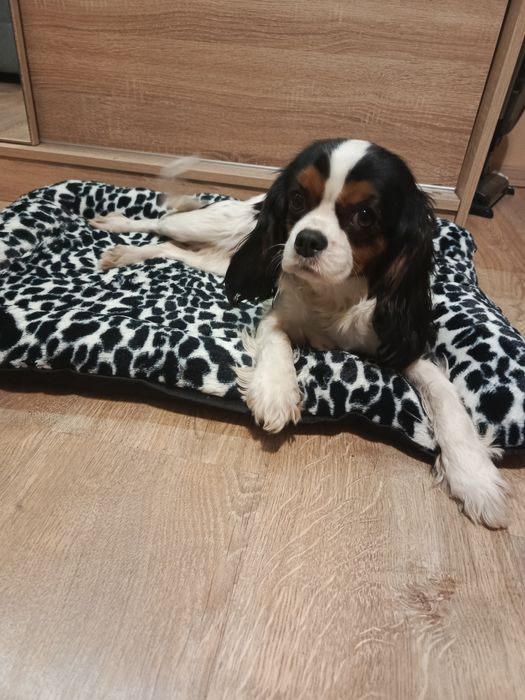 Cavalier King Charles spaniel Zapowiedź miotu