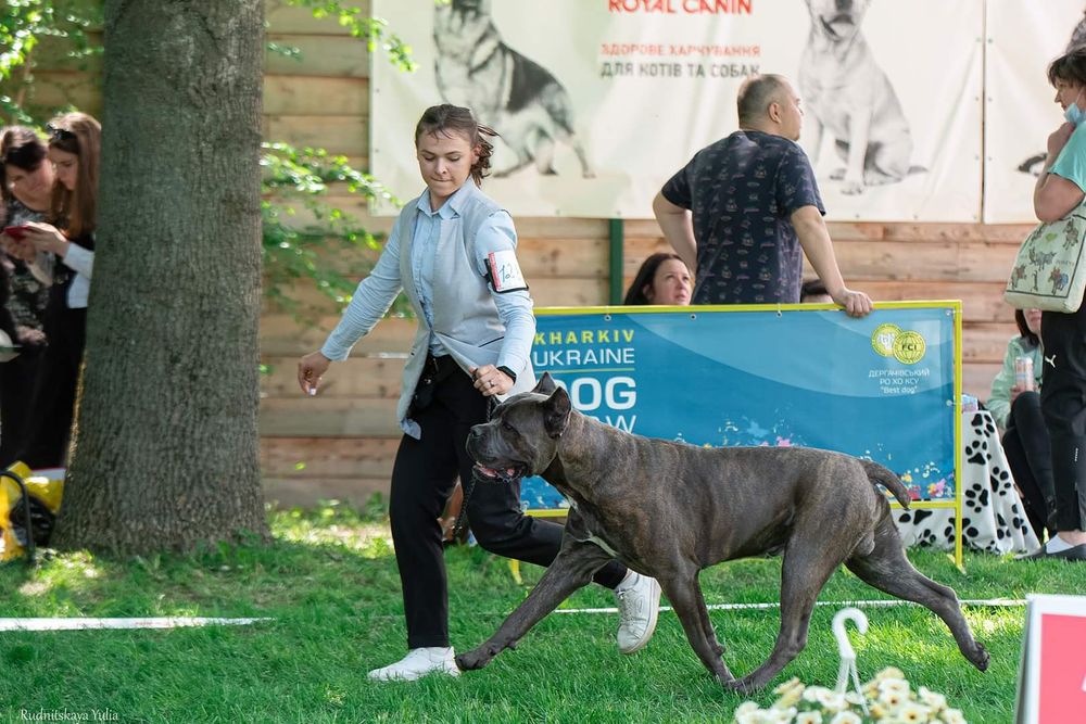 Вязка Кане Корсо КСУ