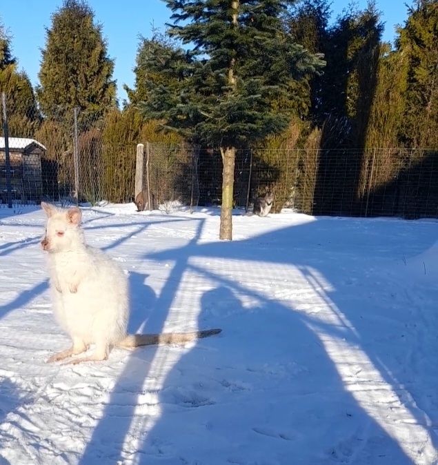 Kangur Kangury Walabia Benetta Biała Samica