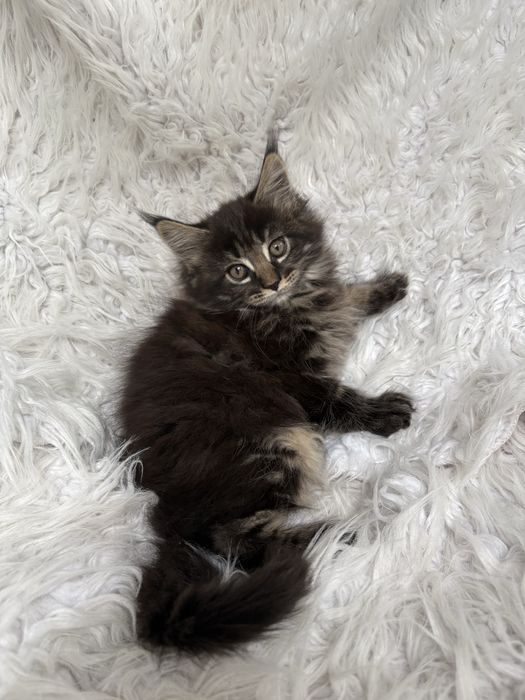 MAINE COON - kotka