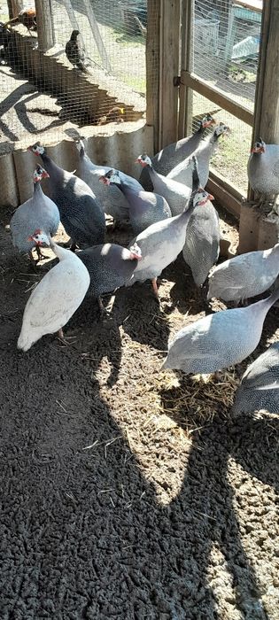 Цесарки, икубационые яйца,