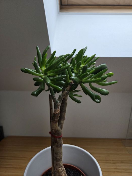 Formowana Crassula ovala odm. Hobbit