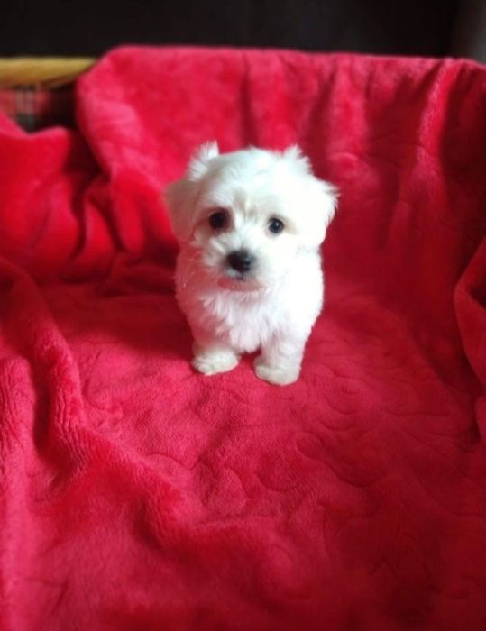 Maltańczyk, samiec.