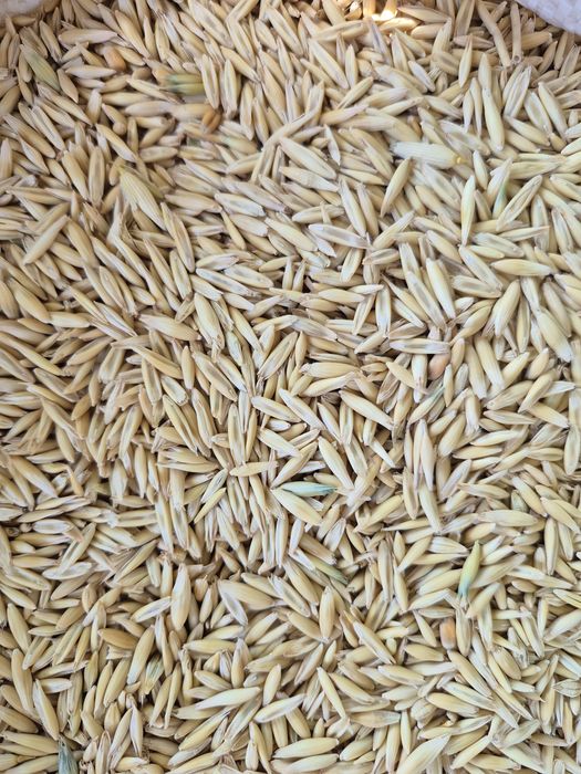 овес чистий продам