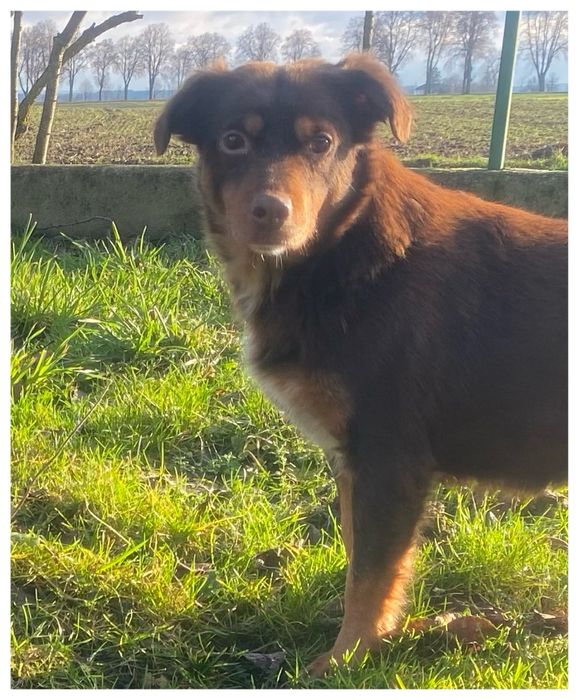 Choko - do adopcji sunia - czekoladowa piękność