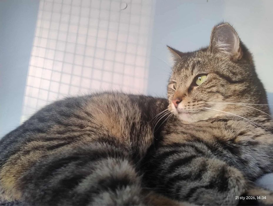 kot kocur do adopcji za darmo