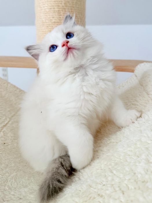 Kocur Ragdoll kociak blue bicolor, kot - rodowód FPL, Draco - gotowy do odbioru