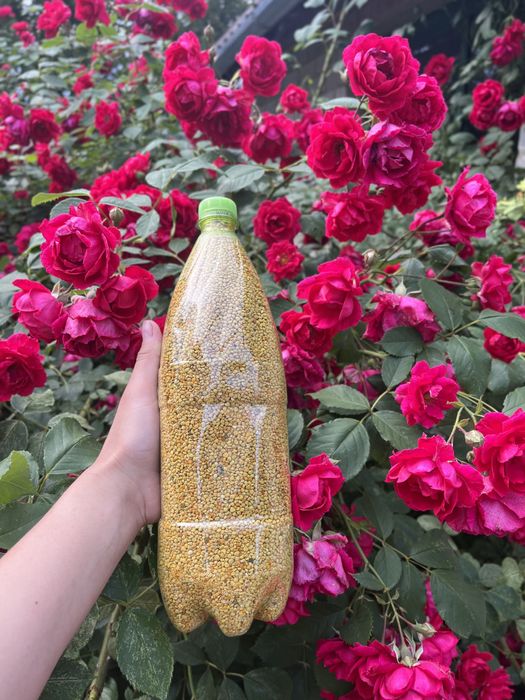 Якісний світлий бджолиний пилок 2025 року з власної пасіки, пыльца