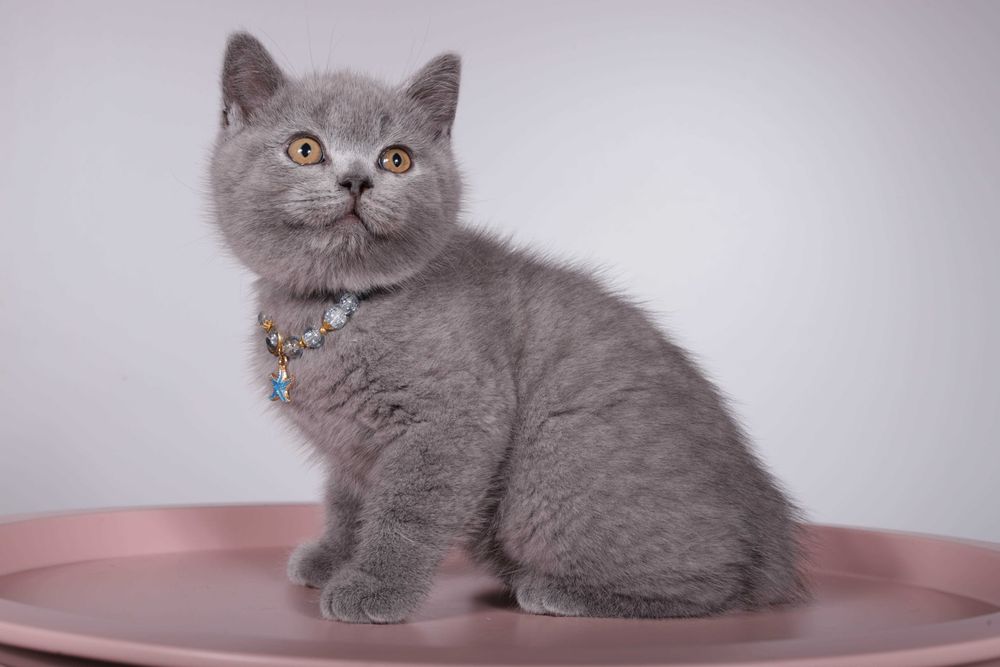Британский короткошерстный котёнок голубого окраса Foster