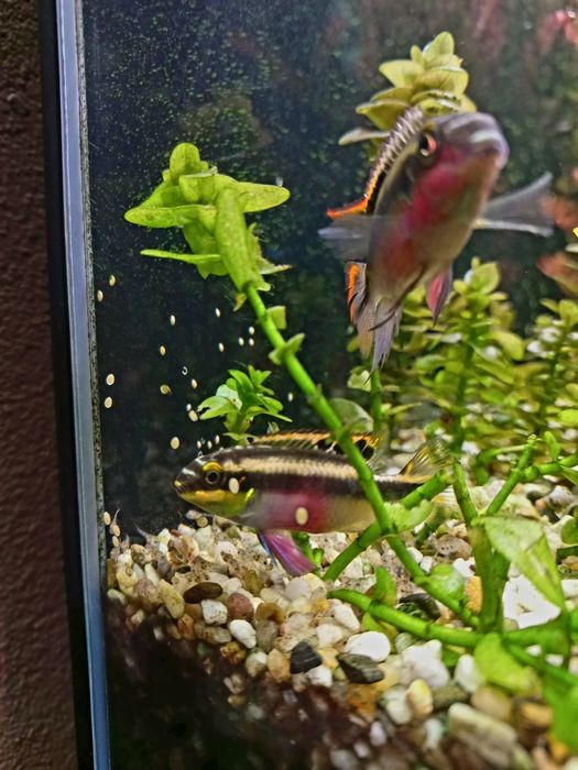 Barwniak Czerwonobrzuchy para z młodymi 8szt