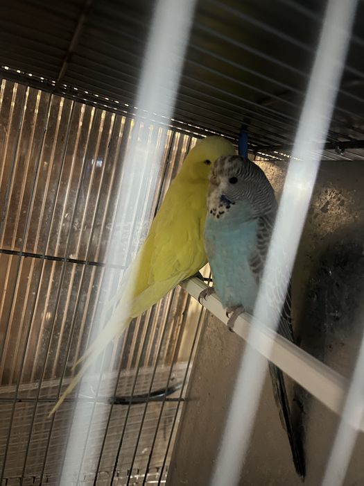 Casal periquitos ingleses