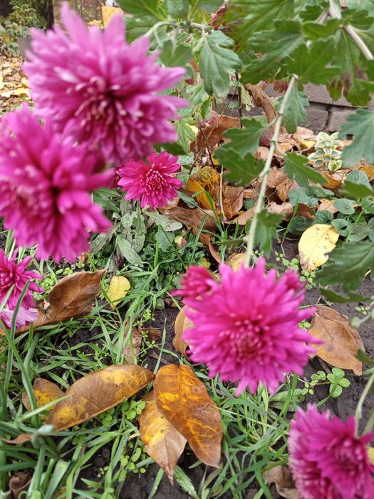 Хризантема великоквіткова пізня назва Седая дама