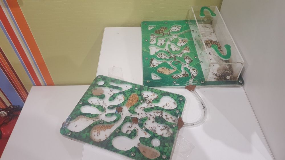 Двохмодульна мурашина колонія