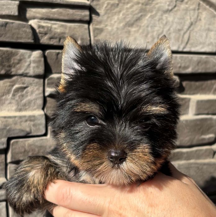Sunia rasy Yorkshire Terrier