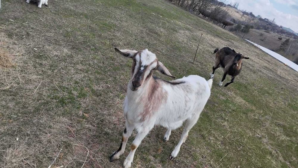 Продам козочку в хороші руки.Ціна 900 грн.(лише до 01.06.2025)