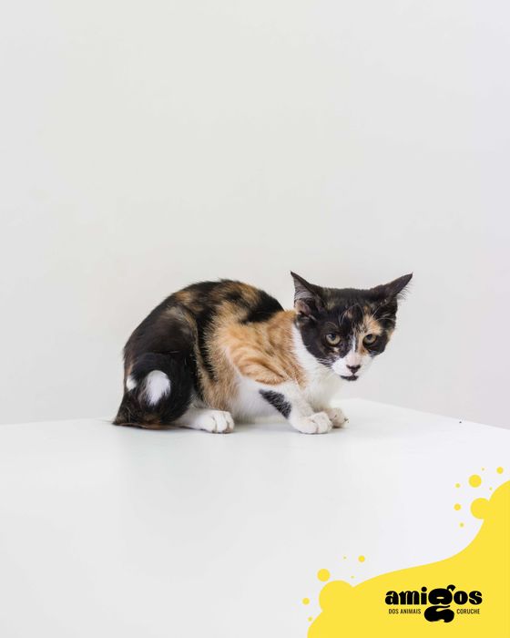 GUERREIRA [Europeu] p/ Adoção