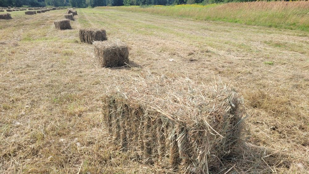 Sprzedam siano w kostkach
