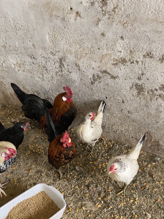 Garnizes de varias cores