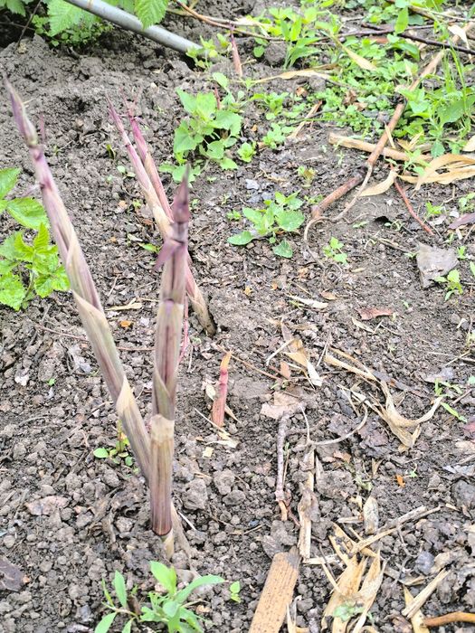 Бамбук філостахіс ауреліосульката