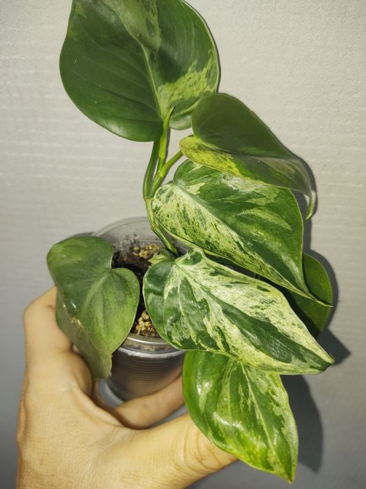 Філодендрон хедерацеум ріо сіам санрайз сканденс єлов