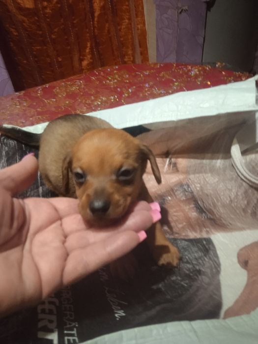 Цуценята Такси та Джек Рассел