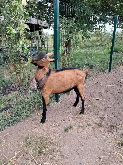 Цап (козел) 100% альпійської породи французької селекції, спокійний