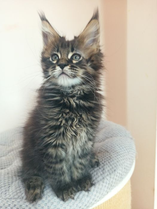 Maine Coon-kocurek tygrysio pręgowany