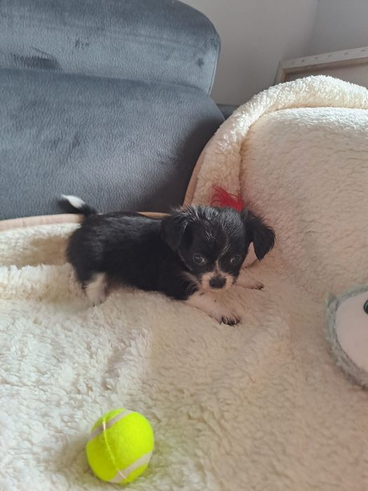chihuahua macho pelo longo