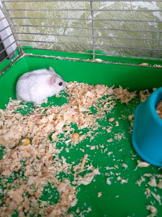 Хомячки Кременчуг