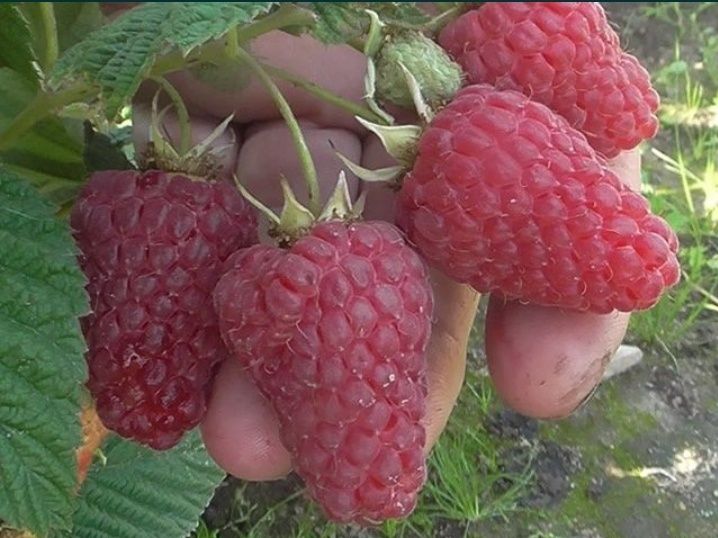 Продам саженці дерева та ремонтатну малину