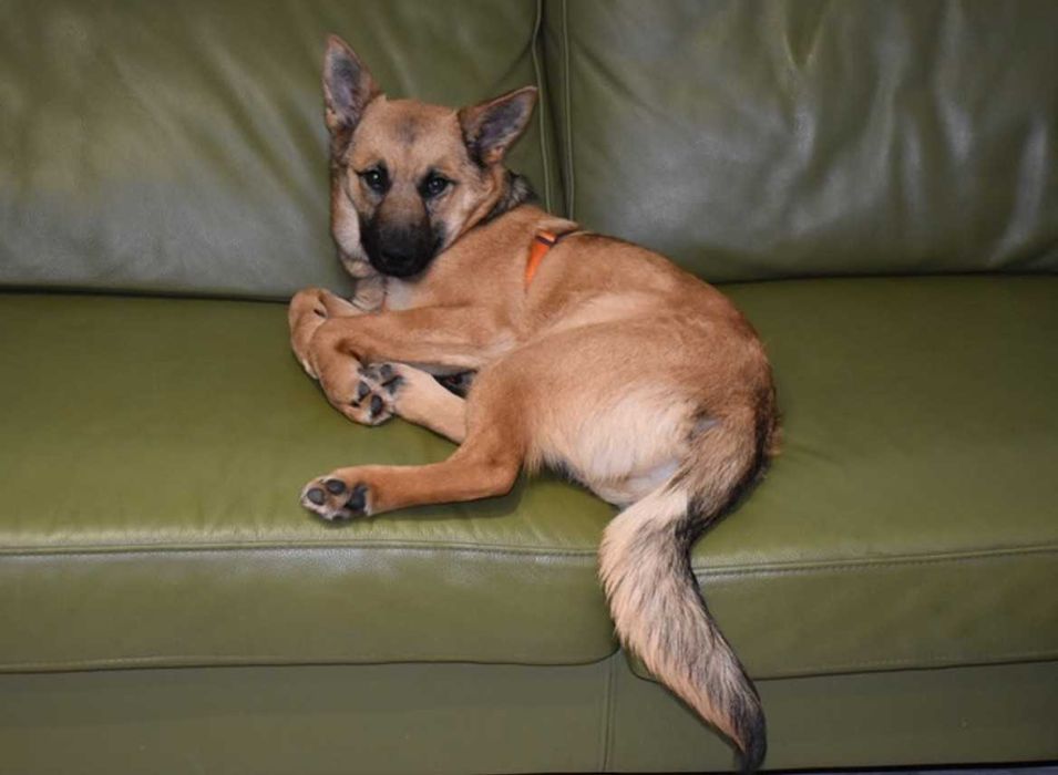 Urocza, młodziutka ALMA czeka na kochający domek.Adopcja!