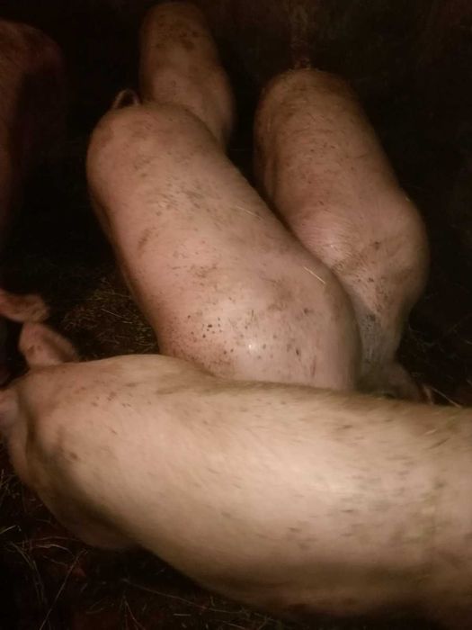 Продаж,свиней , Яловичини