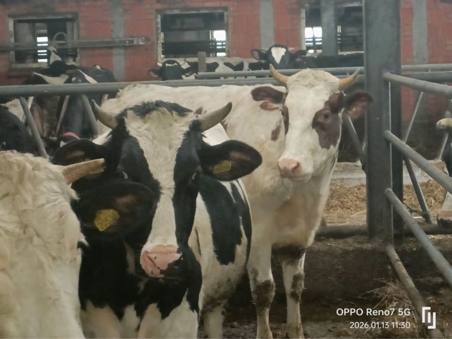 Jałówki Cielne 4 sztuki