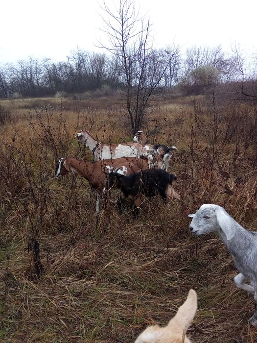 Кози кітні  шукають нову домівку