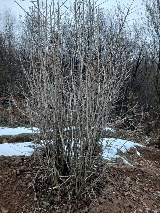 Продаються садженці медвежого фундука 60  грн. За 1 шт.