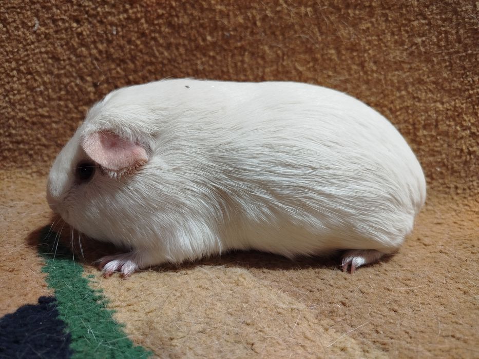 Морская свинка. Селф. Девочки.